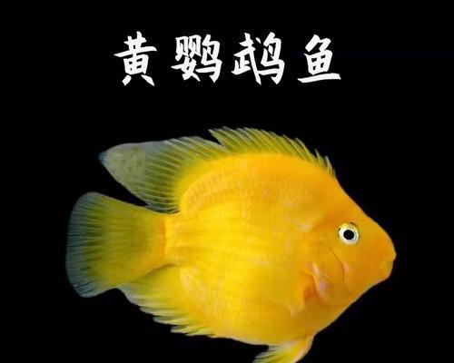 地图鱼的一天（探索地图鱼生活中的日夜节奏，解密它们每天的光照 - 新生家伴