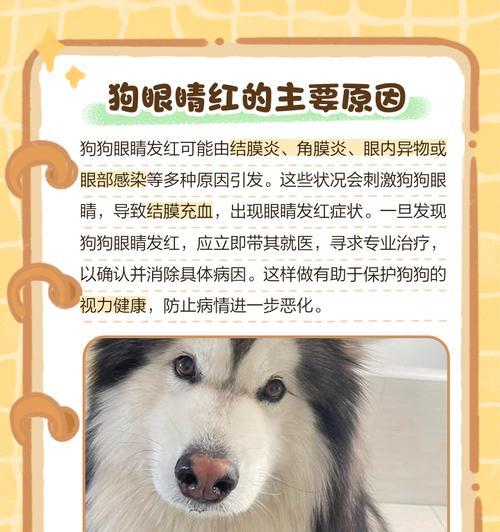 狗狗眼睛常见疾病及预防方法（了解你的狗狗眼睛的常见问题，提前预防疾病！）(图2)