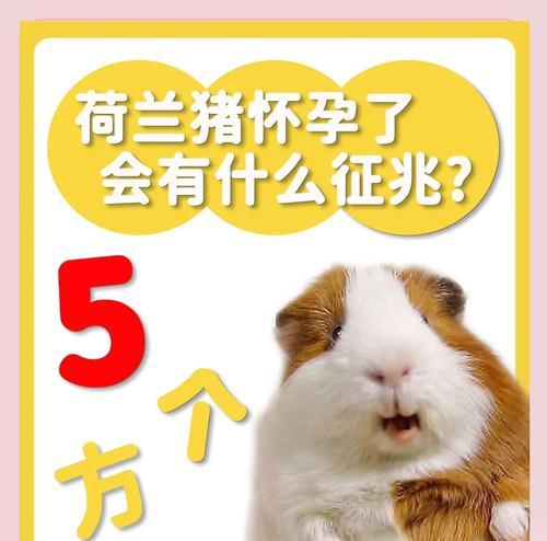 荷兰猪便血的问题及处理方法(荷兰猪便血的原因、危险性和应对措施)(图2) 荷兰猪便血的问题及处理方法(荷兰猪便血的原因、危险性和应对措施)(图2)