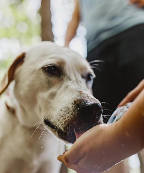 狗狗呛水后需要多长时间才能康复？(图1)