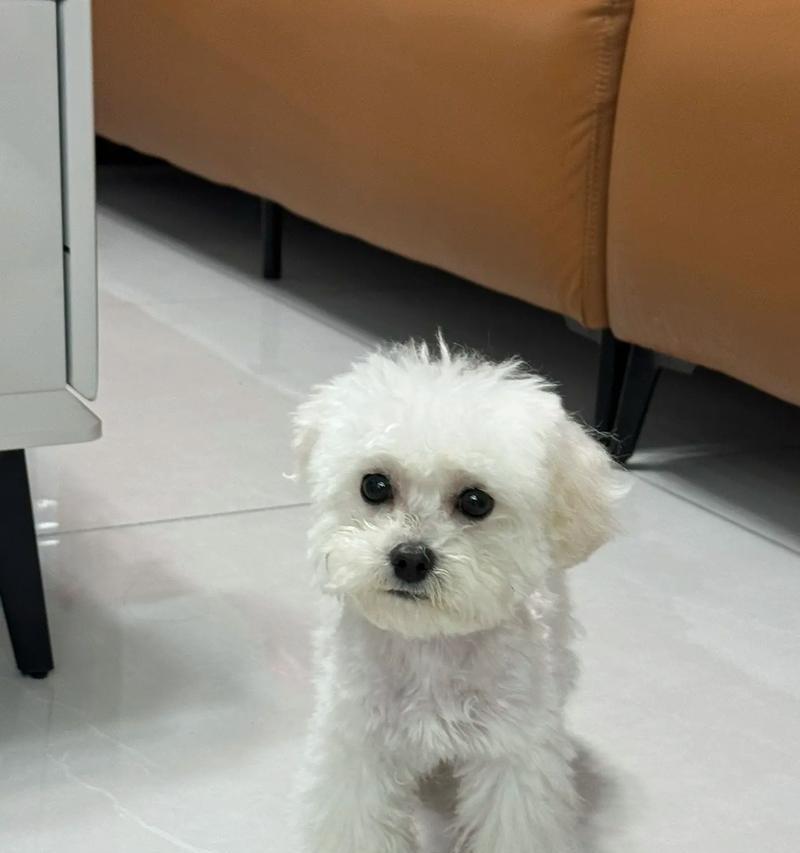 比熊毛剃后需要多久才会长出?(探索比熊毛剃后生长周期的奥秘)(图2) 比熊毛剃后需要多久才会长出?(探索比熊毛剃后生长周期的奥秘)(图2)