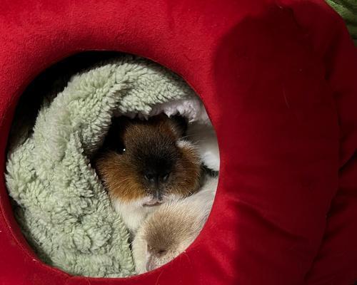 荷兰猪便血的问题及处理方法(荷兰猪便血的原因、危险性和应对措施)(图4) 荷兰猪便血的问题及处理方法(荷兰猪便血的原因、危险性和应对措施)(图4)