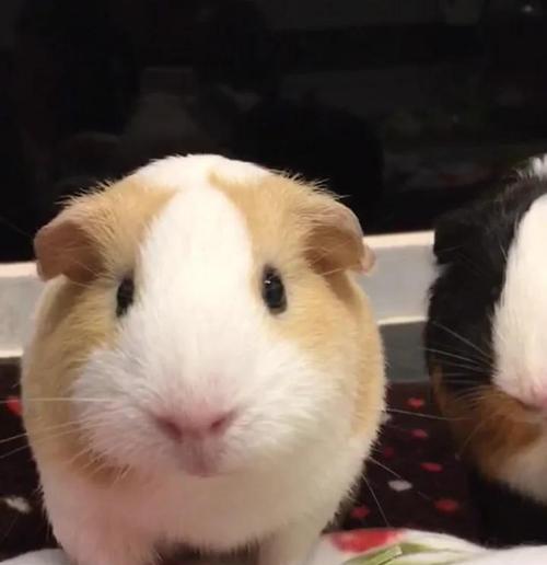 荷兰猪便血的问题及处理方法（荷兰猪便血的