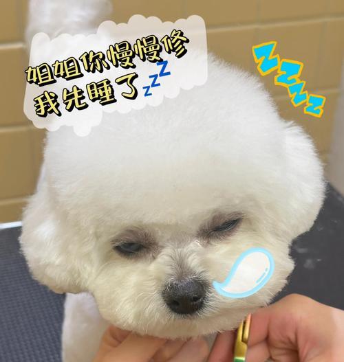 比熊毛剃后需要多久才会长出?(探索比熊毛剃后生长周期的奥秘)(图3) 比熊毛剃后需要多久才会长出?(探索比熊毛剃后生长周期的奥秘)(图3)