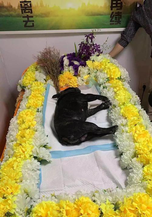 狗狗呛水后需要多长时间才能康复？(图4)