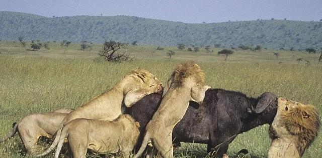 犀牛（揭秘犀牛身上的原因和优势）(图2)