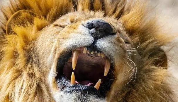 犀牛（揭秘犀牛身上的原因和优势）(图4)