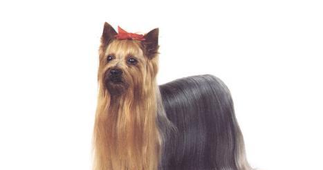 约克夏的优缺点及适合新手主人的养狗指南（了解约克夏的特点和适应性，为新手主人提供合适的养狗建议）(图2)