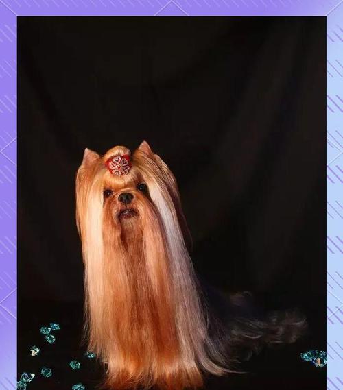 约克夏的优缺点及适合新手主人的养狗指南（了解约克夏的特点和适应性，为新手主人提供合适的养狗建议）(图3)