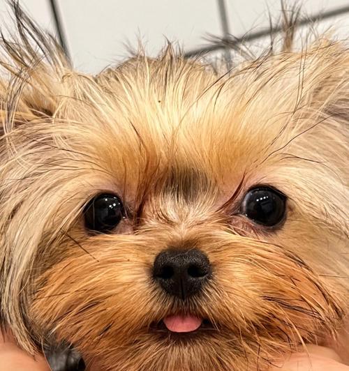 约克夏的优缺点及适合新手主人的养狗指南（了解约克夏的特点和适应性，为新手主人提供合适的养狗建议）(图1)