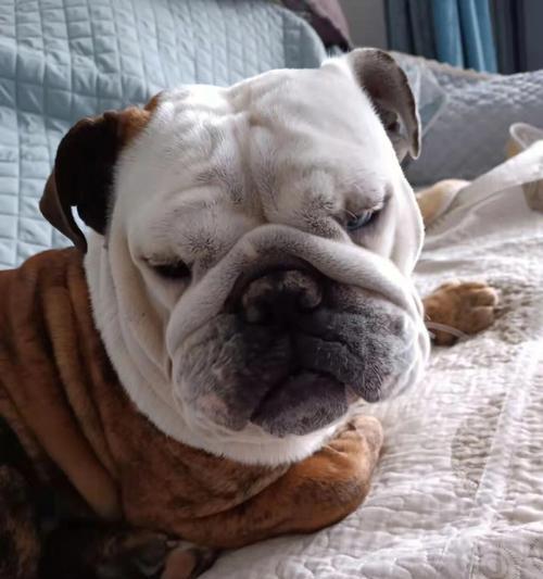 狗狗抑郁的表现及如何帮助(发现狗狗抑郁的重要迹象与关键方法)(图2) 狗狗抑郁的表现及如何帮助(发现狗狗抑郁的重要迹象与关键方法)(图2)