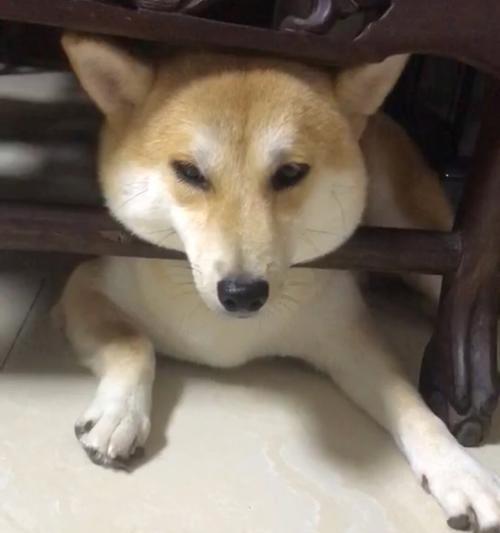 狗狗抑郁的表现及如何帮助(发现狗狗抑郁的重要迹象与关键方法)(图4) 狗狗抑郁的表现及如何帮助(发现狗狗抑郁的重要迹象与关键方法)(图4)