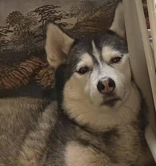 狗狗抑郁的表现及如何帮助（发现狗狗抑郁的