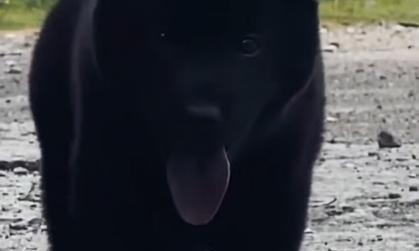 养狗避邪，选择适合的犬种保家平安（犬种选择对于避邪有关键作用，教你如何挑选适合的守护神）(图3)