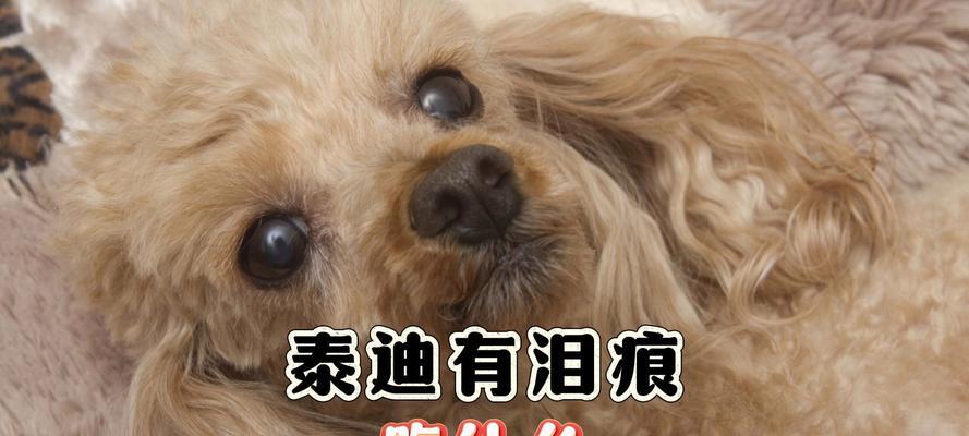 泰迪幼犬的饮食指南（养育泰迪幼犬的关键是什么） - 新生家伴