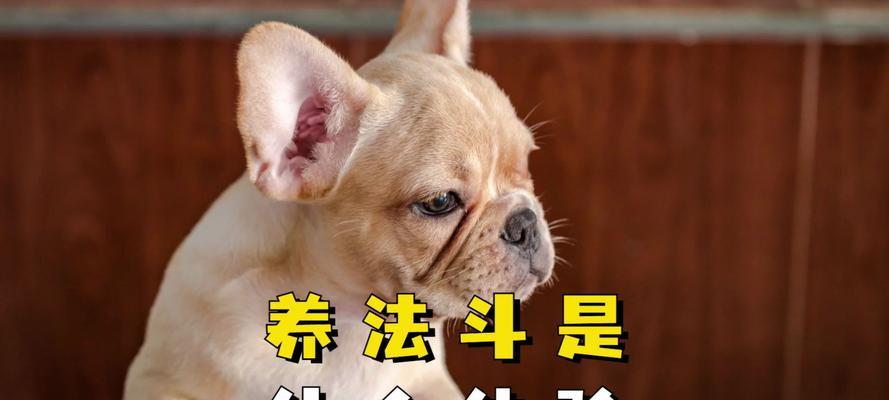 养狗避邪，选择适合的犬种保家平安（犬种选择对于避邪有关键作用 - 新生家伴