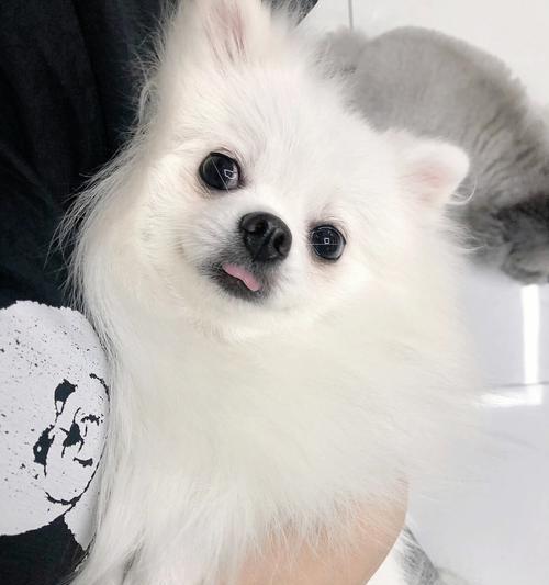 白博美肚皮（揭秘白博美肚皮的花纹变化与神秘力量）(图2)