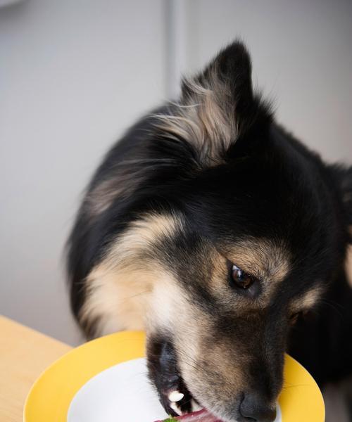 如何科学喂养边牧幼犬（合理饮食，让边牧健康成长）(图2)