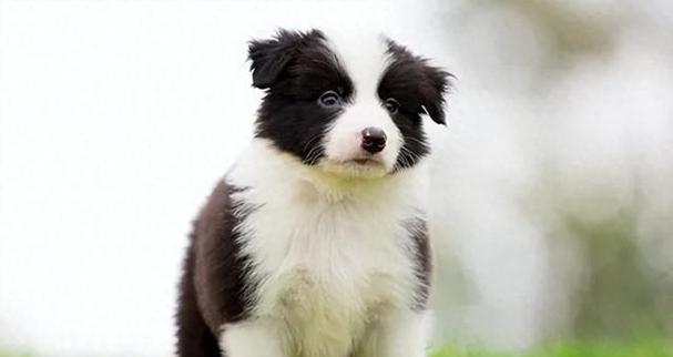 如何科学喂养边牧幼犬（合理饮食，让边牧健康成长）(图3)