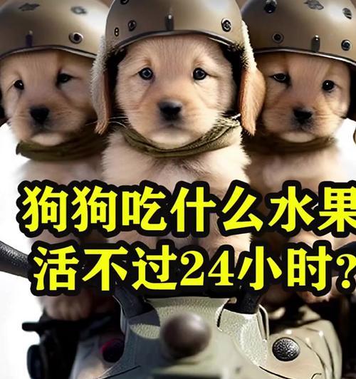 小狗不可食用的物品（保护你的小狗健康的关键）(图1)