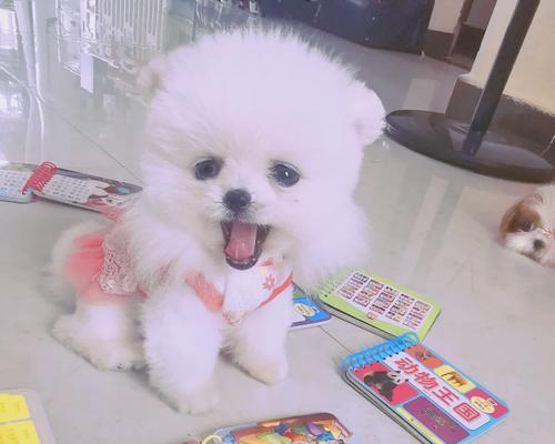 白博美肚皮（揭秘白博美肚皮的花纹变化与神秘力量）(图3)