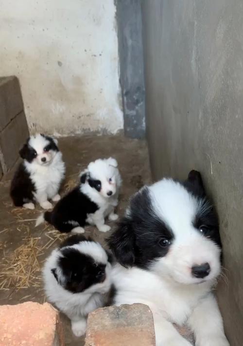 如何科学喂养边牧幼犬（合理饮食，让边牧健康成长） - 新生家伴