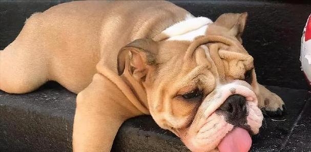 小狗发烧的常见疾病及应对措施（探讨小狗发烧的原因、症状与治疗方法）(图3)