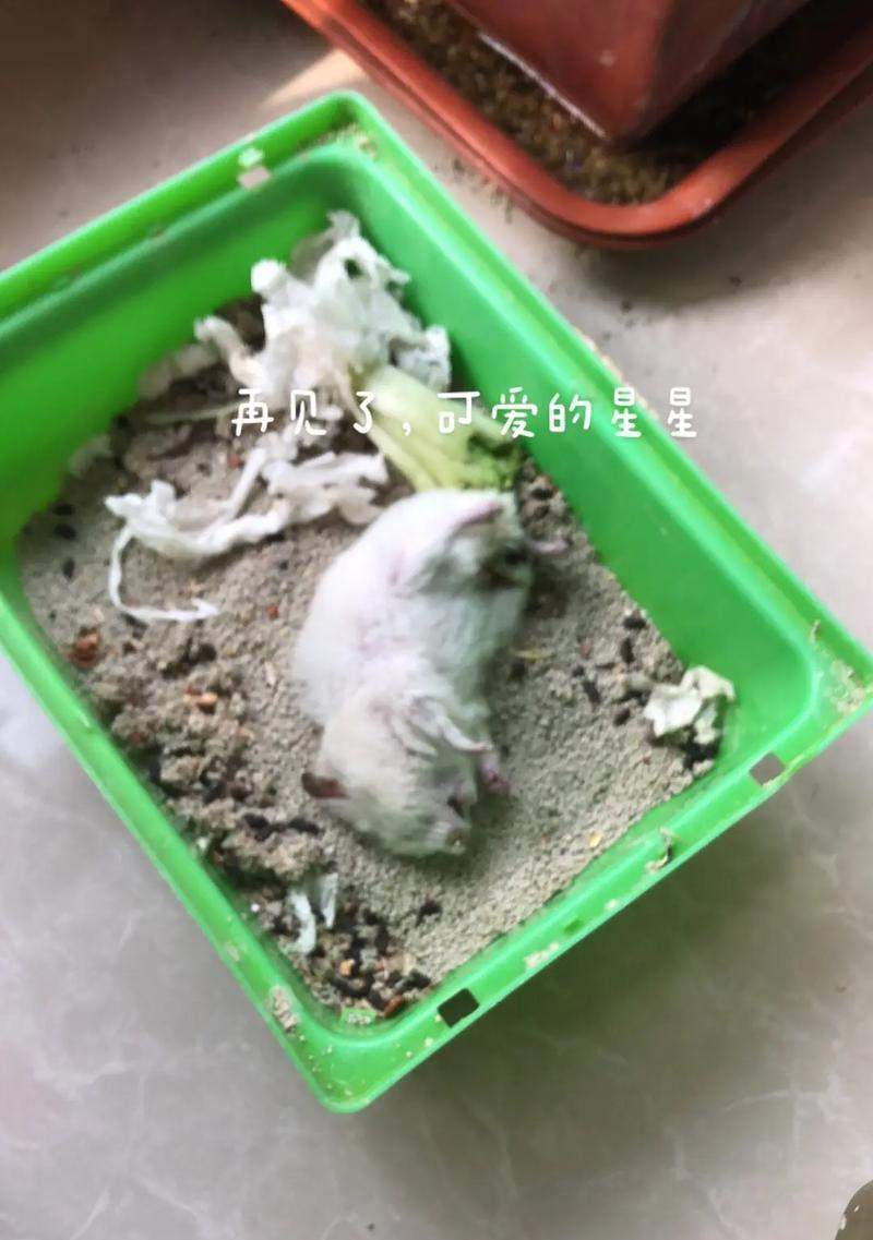 仓鼠为什么不爱动了？（探究仓鼠行为变化的原因及解决方法）(图2)