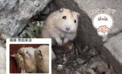 仓鼠为什么不爱动了？（探究仓鼠行为变化的原因及解决方法） - 新生家伴