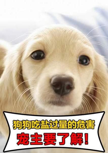 小狗不可食用的物品（保护你的小狗健康的关键）(图2)