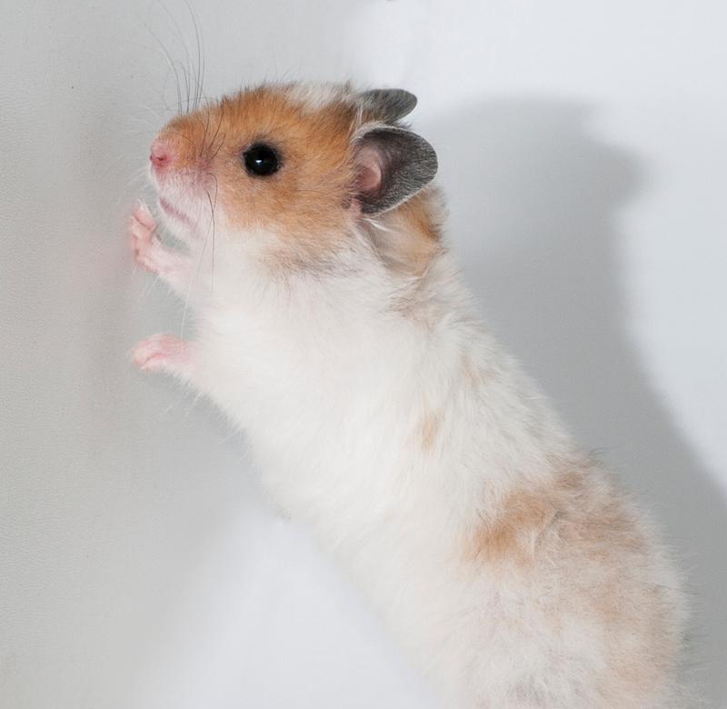 仓鼠为什么不爱动了？（探究仓鼠行为变化的原因及解决方法）(图3)