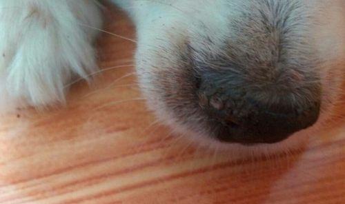 狗狗鼻子干裂如何护理（干裂鼻子的原因及治疗方法）(图1)