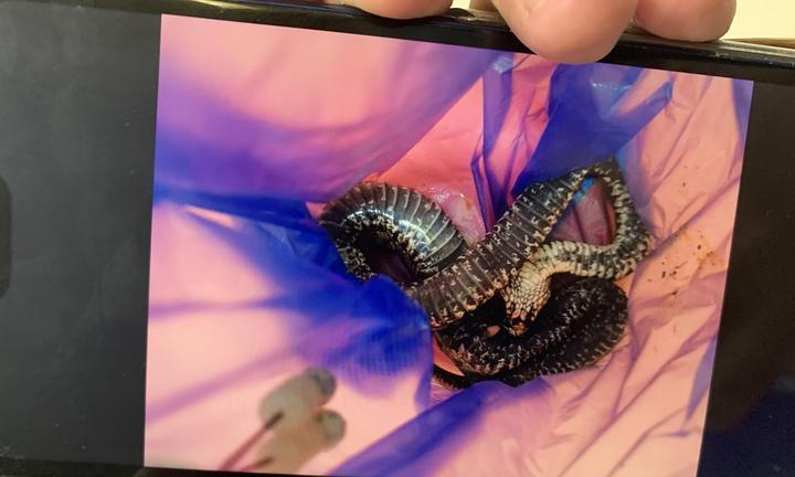 解蛇毒的食物有哪些？（揭秘狗狗解蛇毒的7种有效食物） - 新生家伴