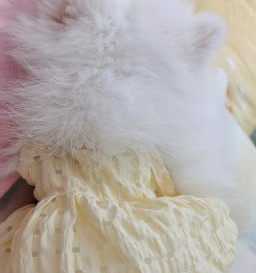 白博美肚皮（揭秘白博美肚皮的花纹变化与神秘力量） - 新生家伴