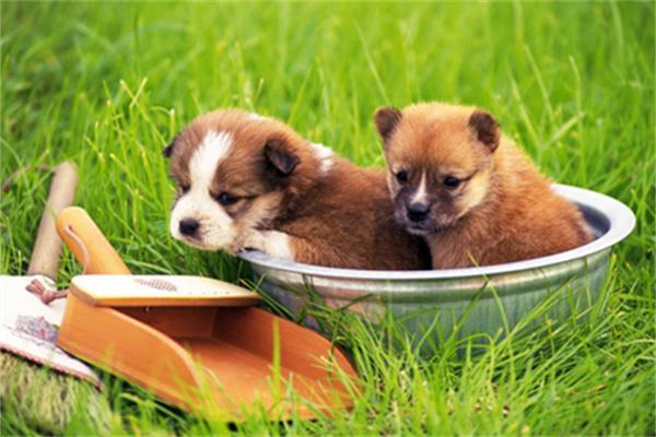 狗狗怀孕有孕检的必要吗？(图3)