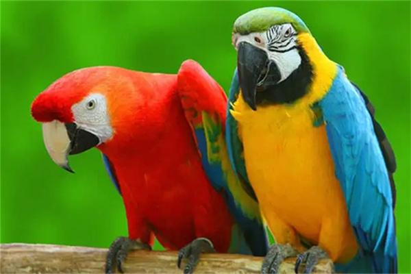 怎么判断虎皮鹦鹉的年龄？(图3)