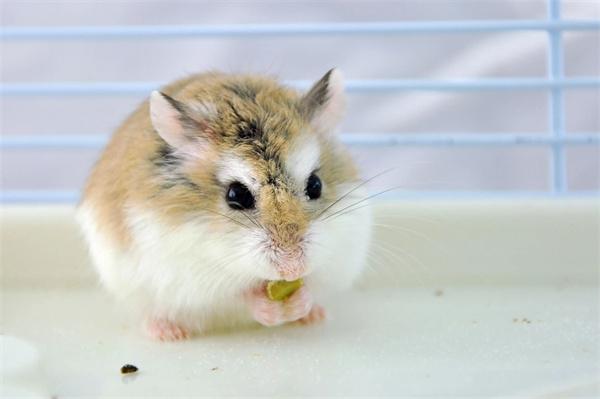 仓鼠的视力好吗? 仓鼠的视力好吗?(图3)