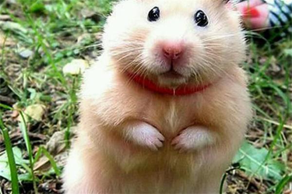 仓鼠害怕主人怎么办? - 新生家伴