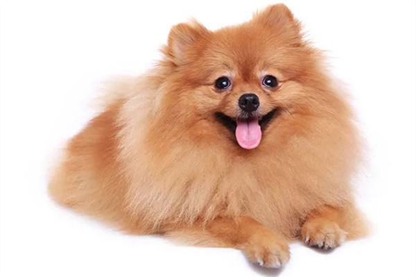 狗狗舔人会传染寄生虫吗？(图3)