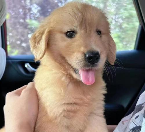 金毛驱虫（了解金毛驱虫的周期和经济投入）(图4)