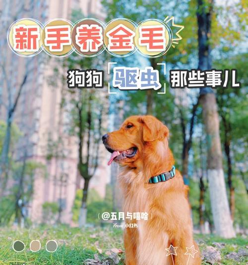 金毛驱虫（了解金毛驱虫的周期和经济投入）(图2)