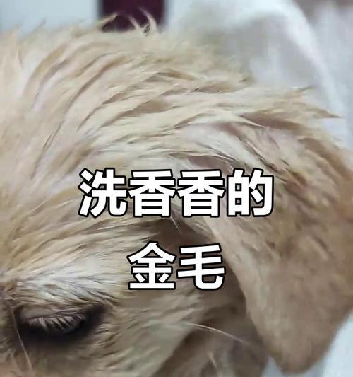 小金毛洗澡的最佳时间和频率(宠物狗洗澡有讲究,别错过最佳时机!)(图3) 小金毛洗澡的最佳时间和频率(宠物狗洗澡有讲究,别错过最佳时机!)(图3)