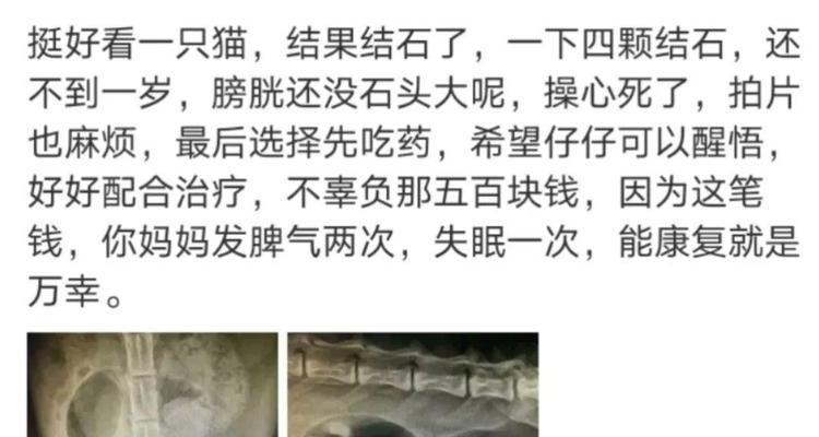 猫结石康复需要多久？（了解猫结石康复时间的关键因素。）(图4)