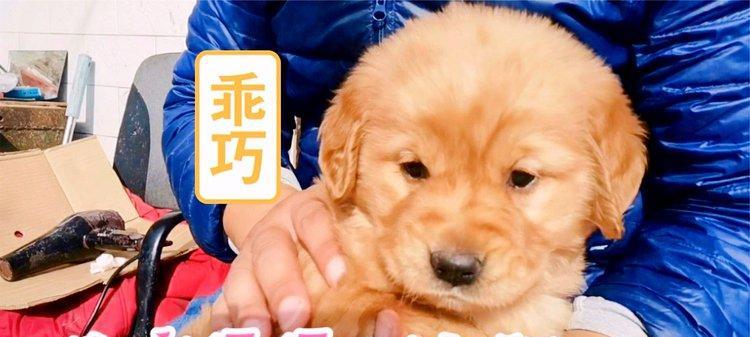 小金毛洗澡的最佳时间和频率（宠物狗洗澡有讲究，别错过最佳时机 - 新生家伴