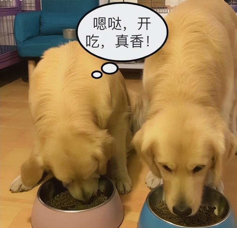 狗狗的饮食选择(探讨狗狗饮食的最佳选择,米饭与狗粮)(图1) 狗狗的饮食选择(探讨狗狗饮食的最佳选择,米饭与狗粮)(图1)