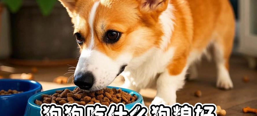 狗狗的饮食选择(探讨狗狗饮食的最佳选择,米饭与狗粮)(图2) 狗狗的饮食选择(探讨狗狗饮食的最佳选择,米饭与狗粮)(图2)