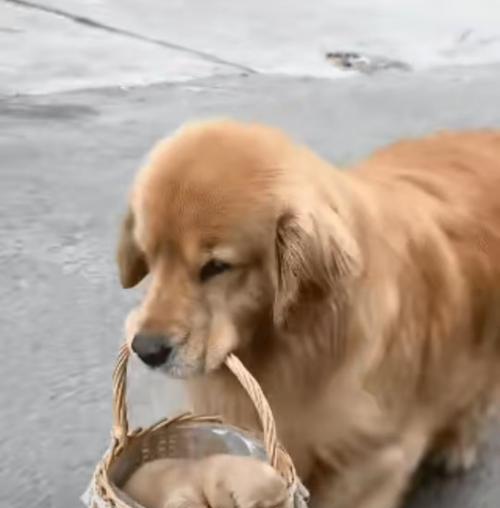 小金毛洗澡的最佳时间和频率(宠物狗洗澡有讲究,别错过最佳时机!)(图2) 小金毛洗澡的最佳时间和频率(宠物狗洗澡有讲究,别错过最佳时机!)(图2)