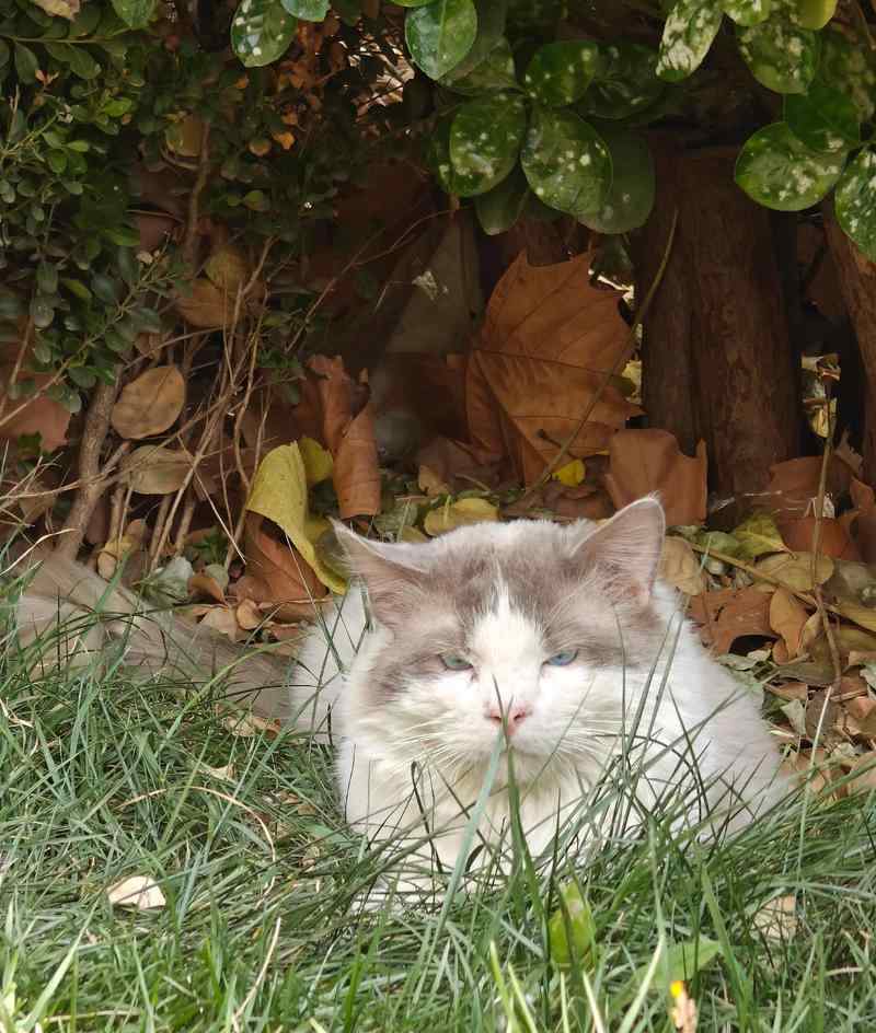 与流浪猫混熟的步骤，轻松收服它（这几招教你成为流浪猫的朋友）(图1)