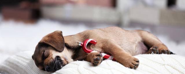 狗中风前的表现及其“早期狗中风症状”（掌握这些早期症状，及早发现和治疗狗中风）(图1)