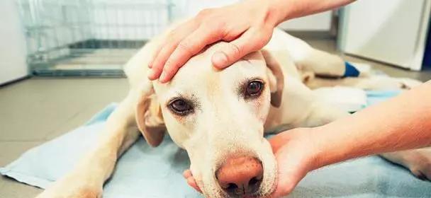 狗中风前的表现及其“早期狗中风症状”（掌握这些早期症状，及早发现和治疗狗中风）(图4)